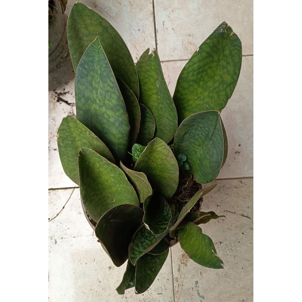 Pohon lidah mertua centong