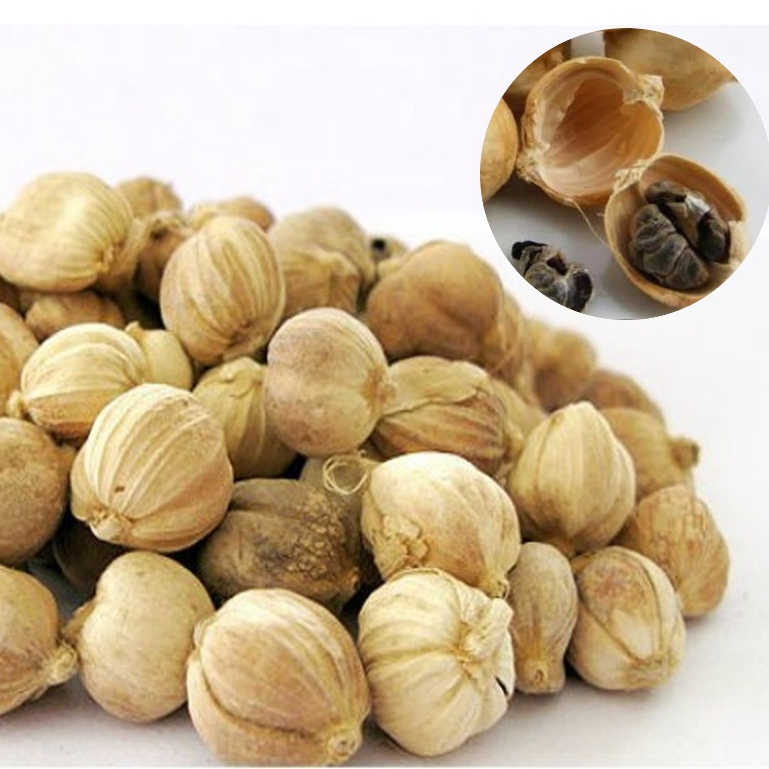 30 GRAM KAPULAGA KAPULOGO KAPOL PUTIH LOKAL JAVA AMMOMUM COMPACTUM CARDAMOM DOUKOU GUOSHI KARKOLAKA