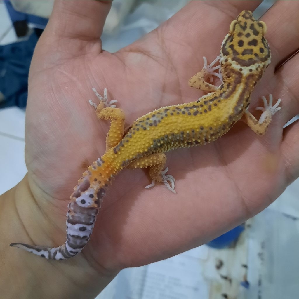 mainan baby gecko leopard Bold Stripe BELL A