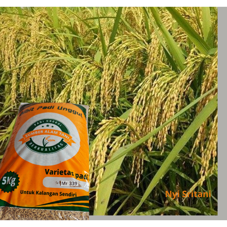 benih bibit padi ungul MR 339 original kemasan 5 kg
