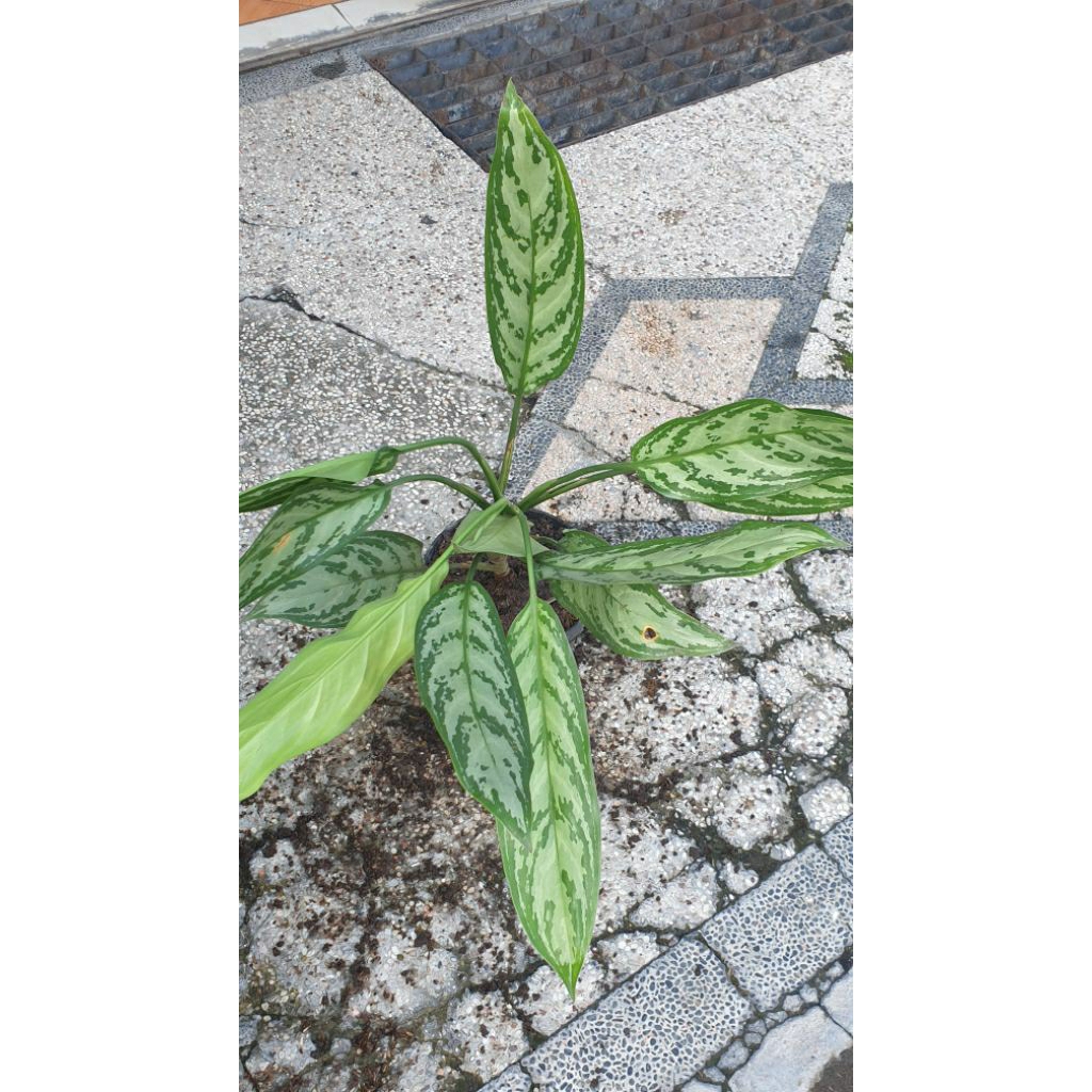 Aglaonema silver