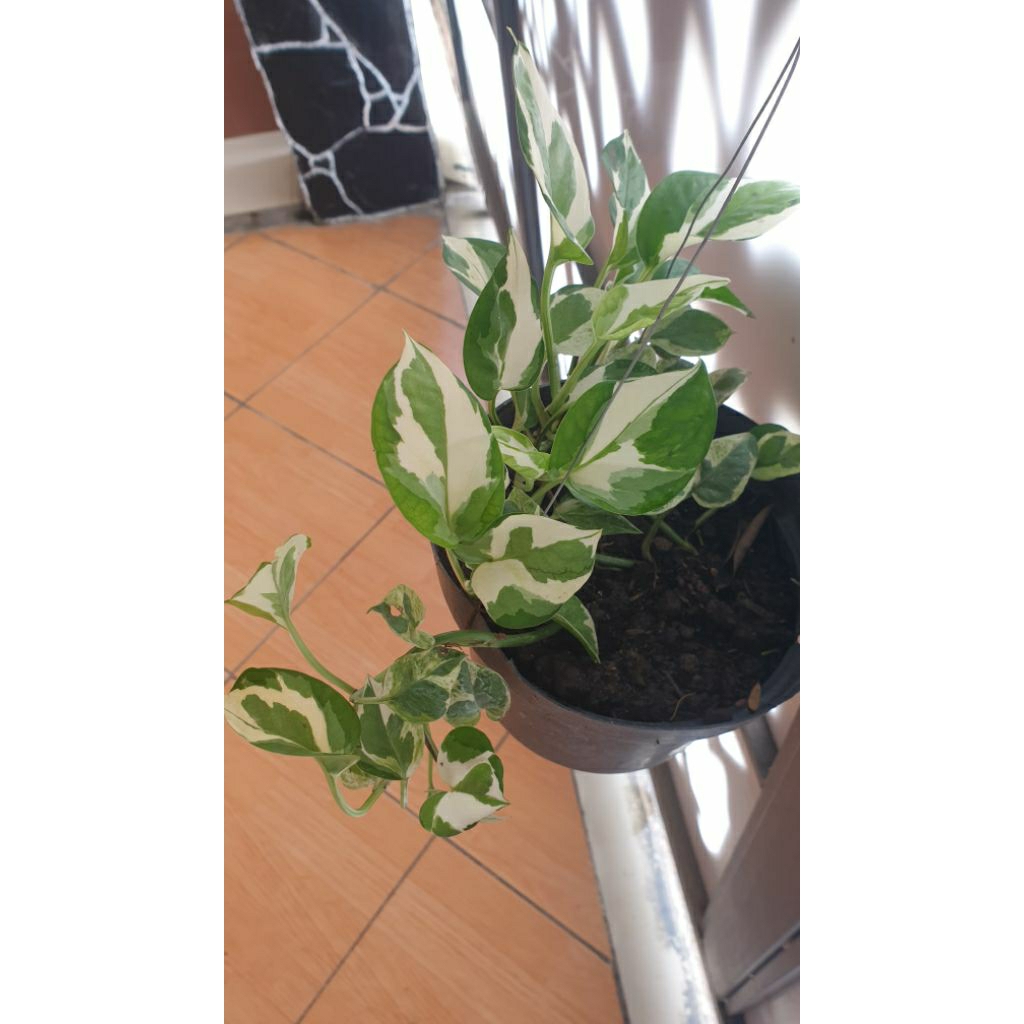 Epipremnum aureum ‘N’Joy’