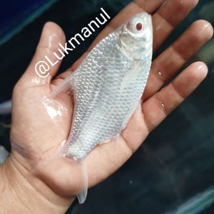 Ikan kaviat kapiat platinum