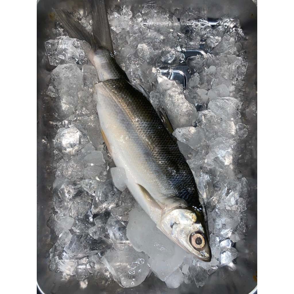 Bandeng Segar Ikan Bandeng Cabut Tulang Ikan Bandeng Cabut Duri Ikan Bandeng Premium Fresh Frozen