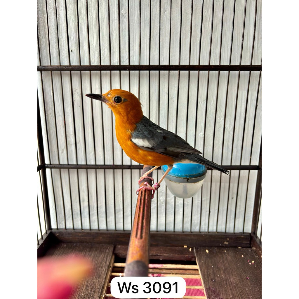 Anis Merah Ring WS PPN Pastol