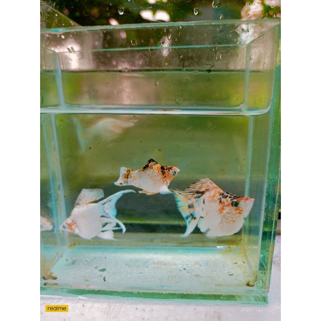 molly ballon tricolor