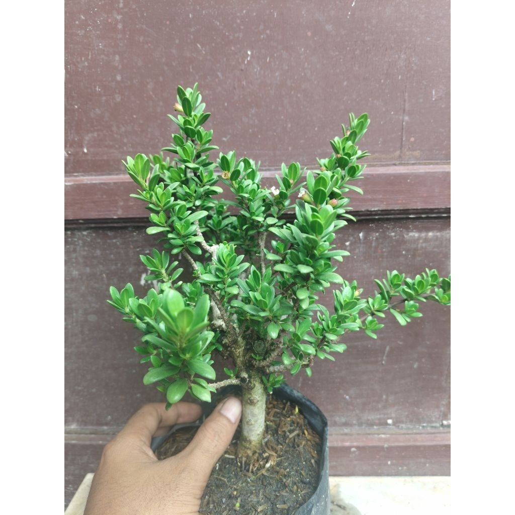 (sesuai gambar) santigi mawar super