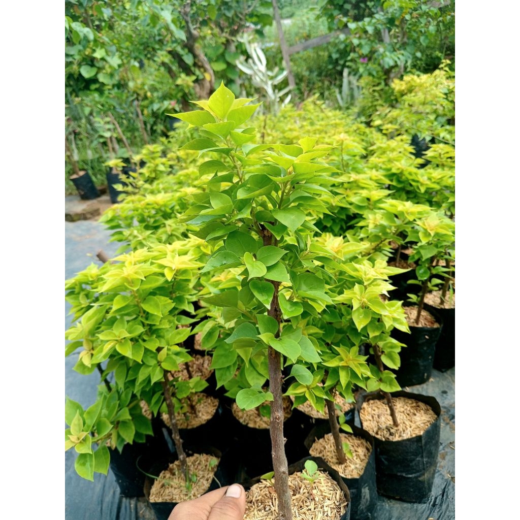 Bougenvile sgp kuning 100% ORIGINAL