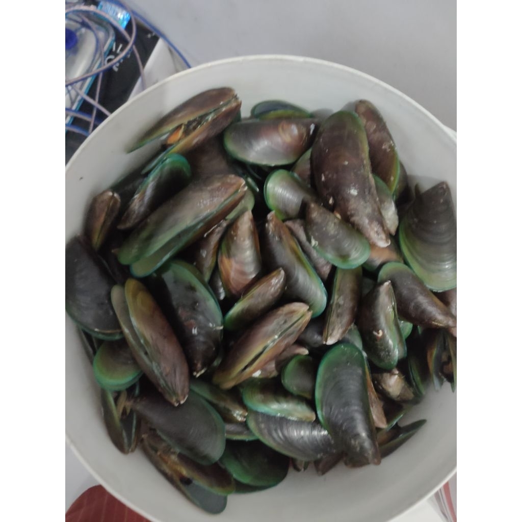 Kerang Hijau, Kerang Ijo Mentah Segar (Seafood)