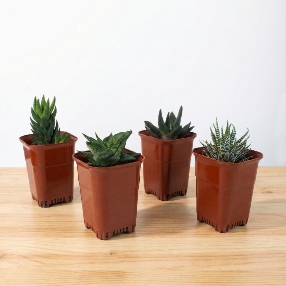 Tanaman Kaktus Sukulen Mini (Haworthia / Gasteria / Sansevieria) – Pilih Jenis