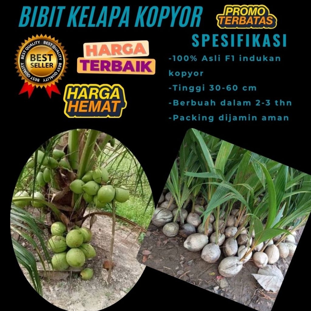 POHON PENDEK  Bibit Kelapa Kopyor Harga, Bibit Kelapa Kopyor Jelly, Bibit Kelapa Kopyor Jelly Thaila