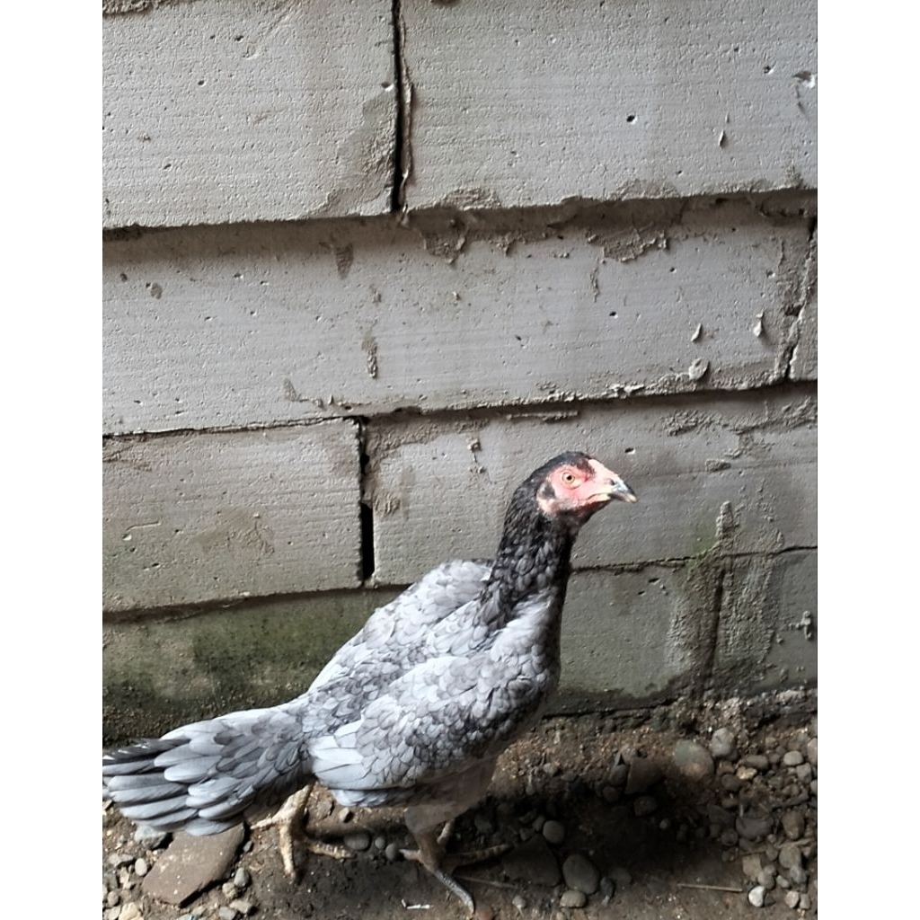 Betina Bangkok silangan Pakhoy