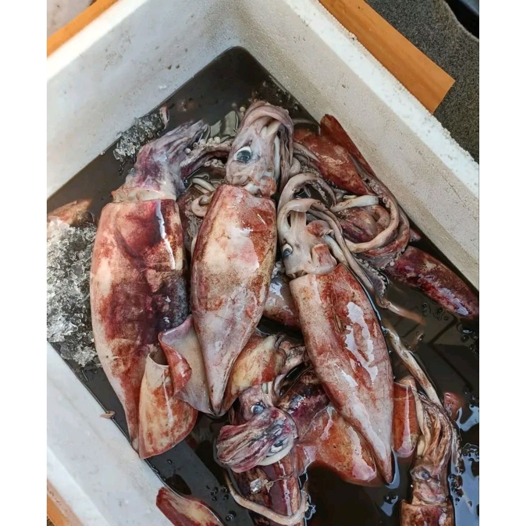 Cumi Tube/Kondom Segar 1Kg