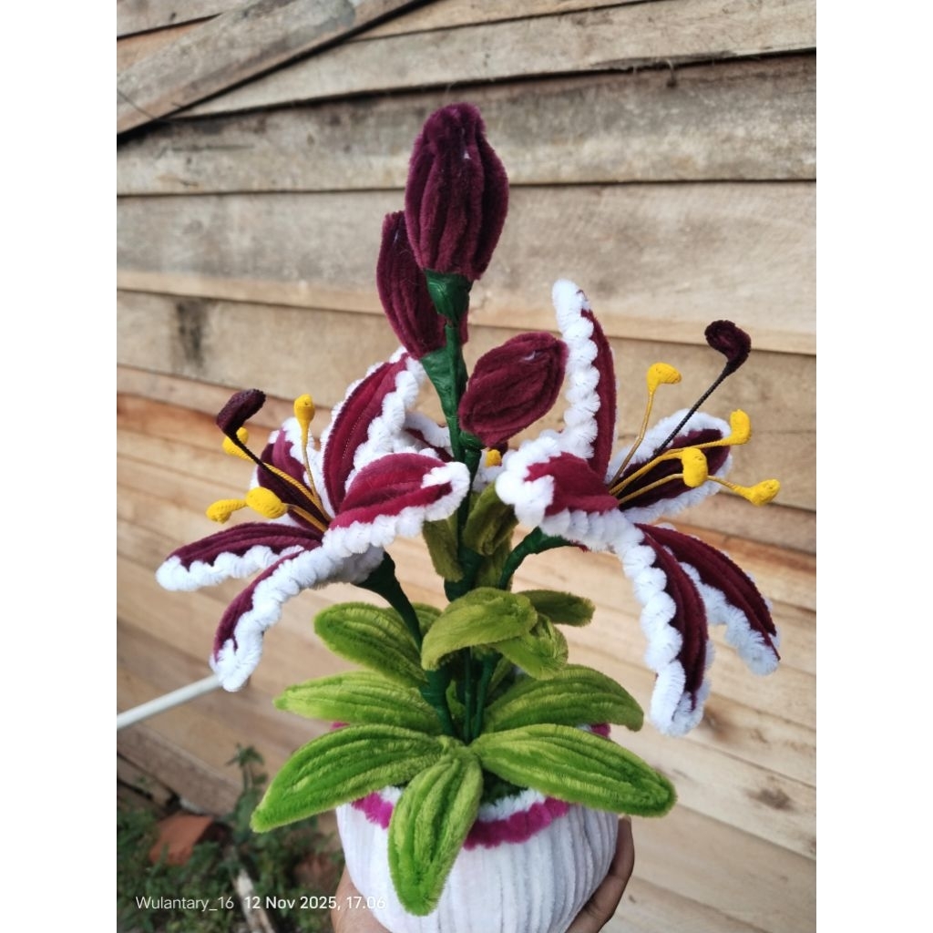 bunga spider lily