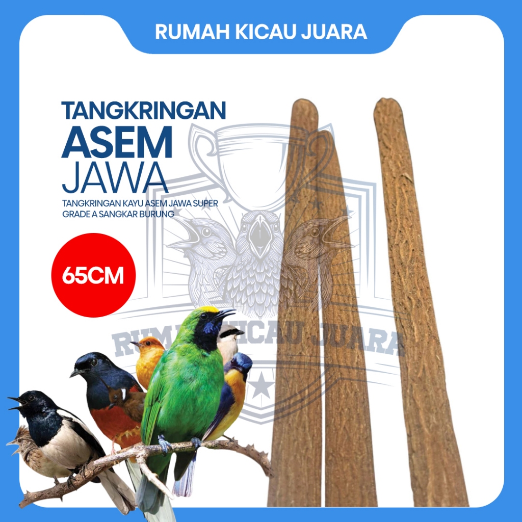 Tangkringan Asem Jawa Super Pangkringan Kayu Asem Jawa Super Grade A Sangkar Burung