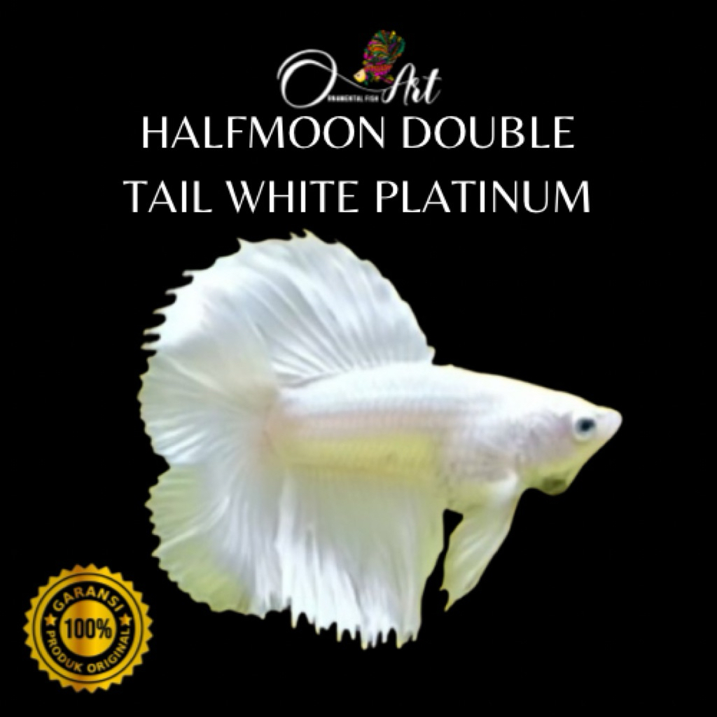 Fish Art • Obat Hijau Aqua Green 60ml dan Hiasan Aquarium Halfmoon Double Tail White Platinum Jantan