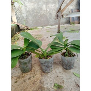 Anggrek Bulan Remaja