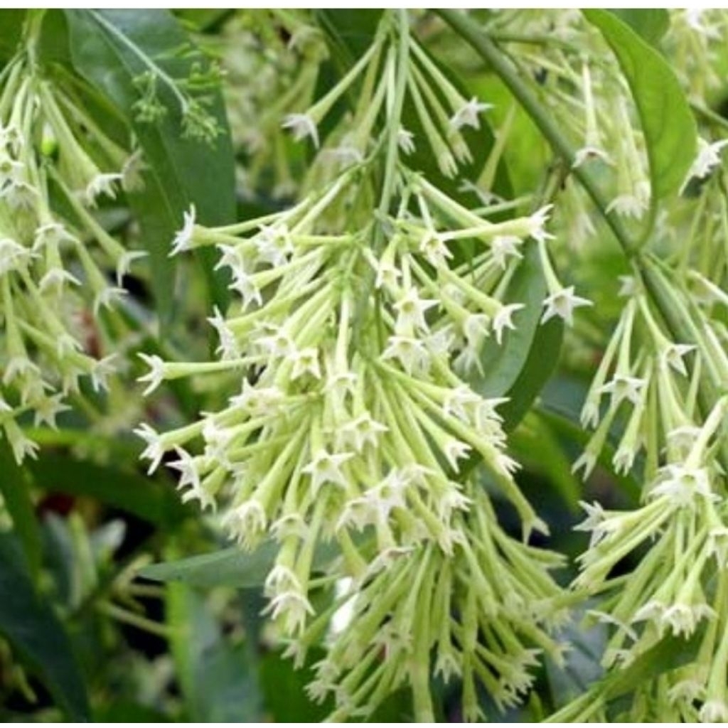 pohon bunga melati arum dalu arum dalu tinggi 60