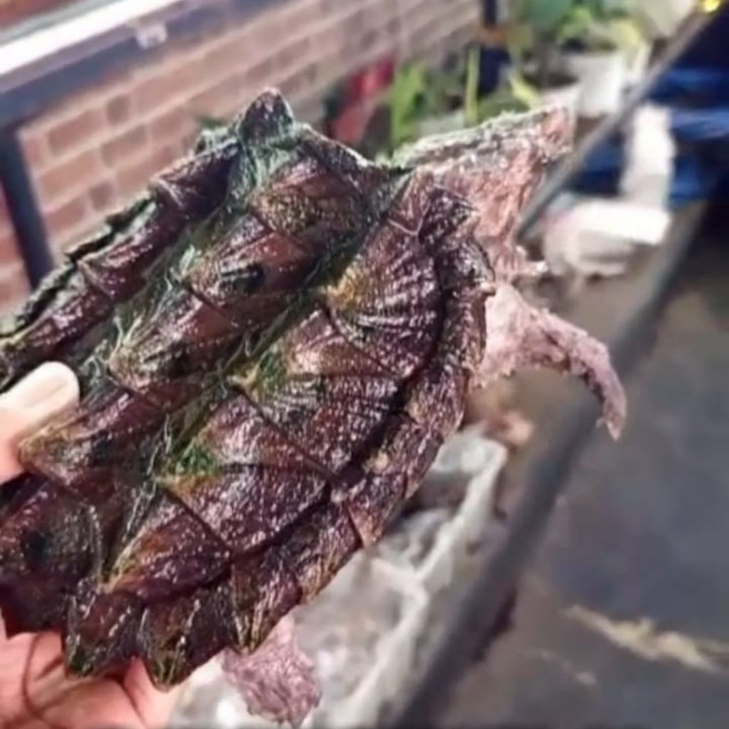 PELET BERBAGAI TURTLE ALIGATOR DAN LAINYA