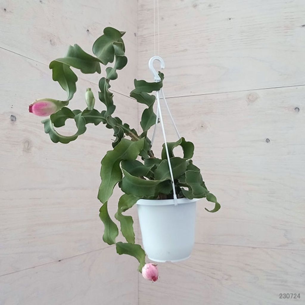 BUAH NAGA MINI, MINI DRAGON FRUIT, KAKTUS KERIS KERIWIL.