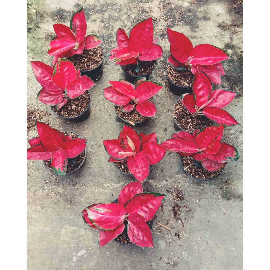 bunga aglonema suksom