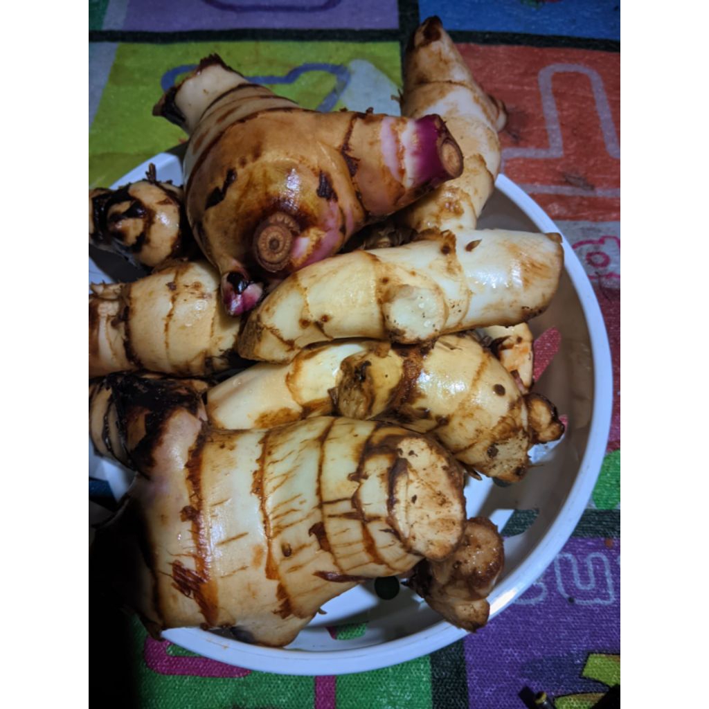 Ubi ganyong merah umbi ganyong segar 1 kg