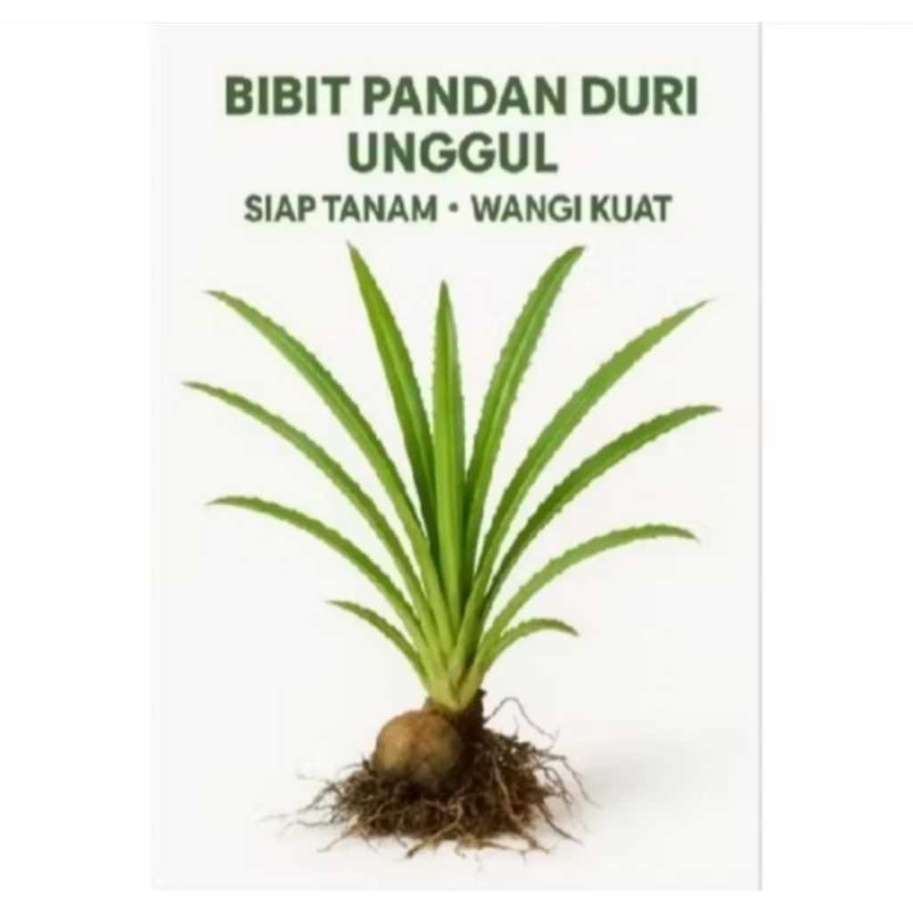 bibitan pandan duri pandan pantai