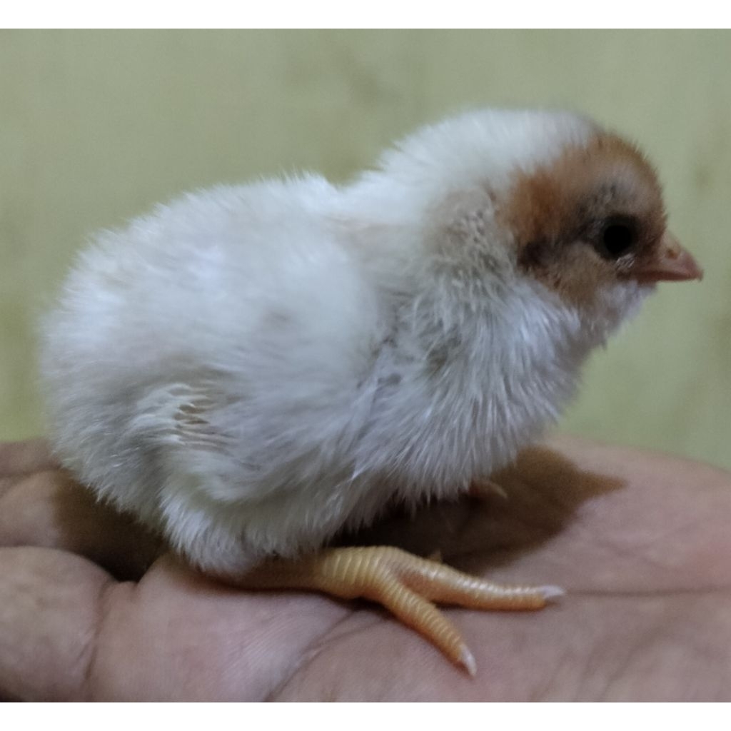 Anak ayam Bangkok super umur 1 Minggu s /d 1 bulan