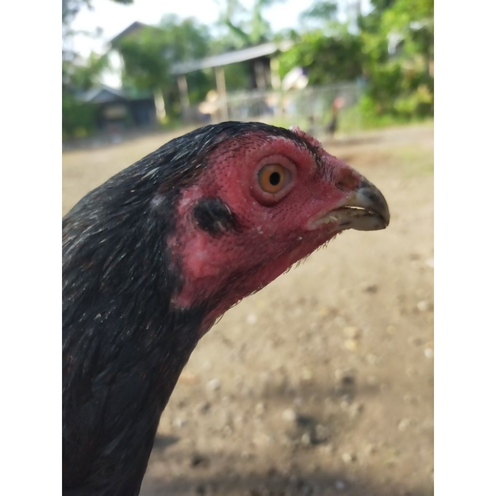 turunan Pakhoy  ayam betina paket 2ekor betina smua