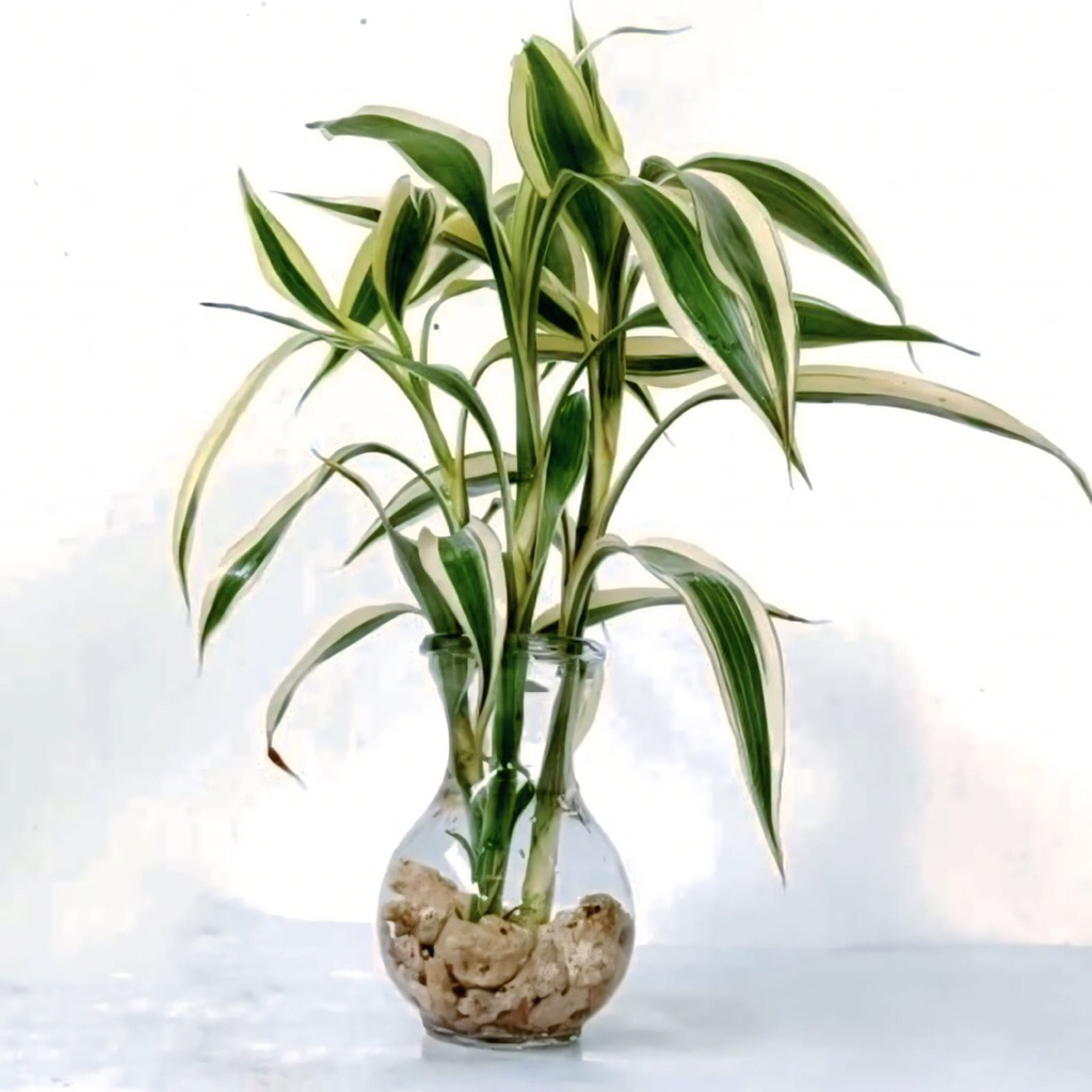 Tanaman Hias Sri Rejeki Variegata 5 Batang Sudah Berakar Daun Rimbun Berkualitas