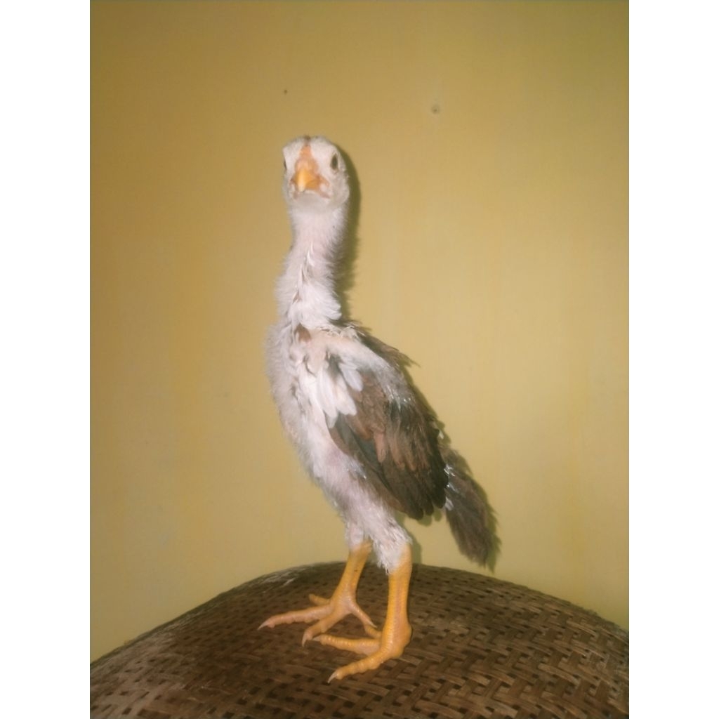 [COD] ANAK AYAM HIAS EKOR LIDI BERKUALITAS