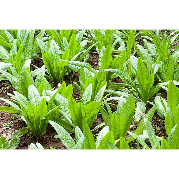 BIBIT SELADA SIOMAK WANGI