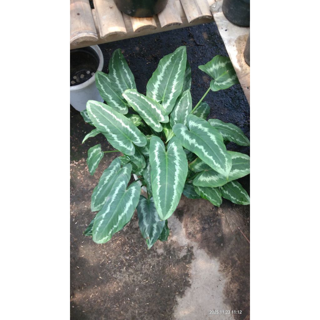 schismatoglottis wallichii