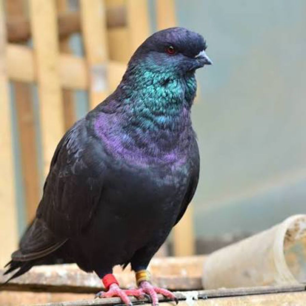 Merpati jawa sungut asli