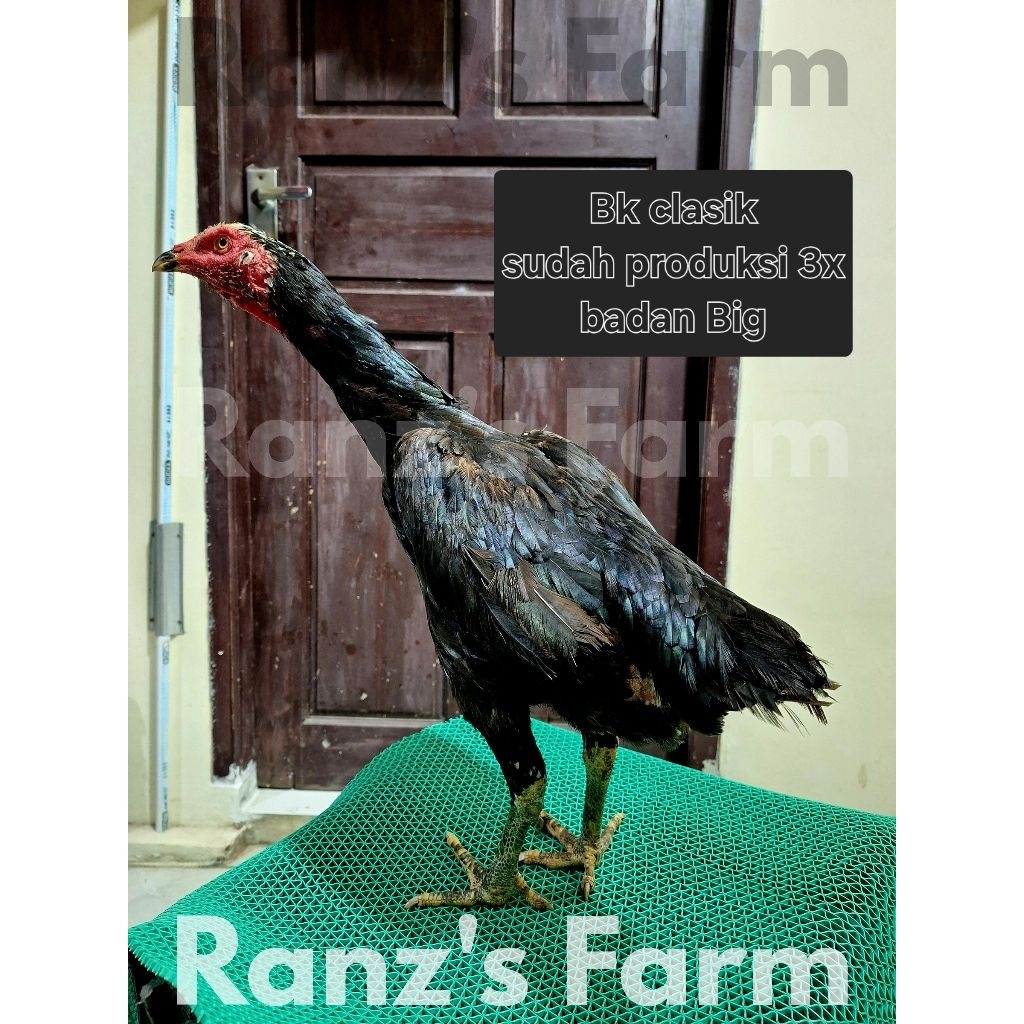 ayam bangkok betina klasik