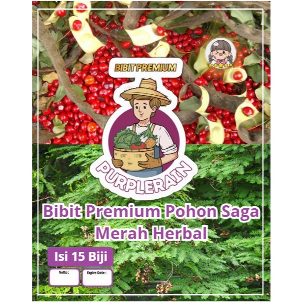 Bibit Premium Pohon Saga Merah Herbal | Biji Benih Pohon Saga Merah | Pohon Saga