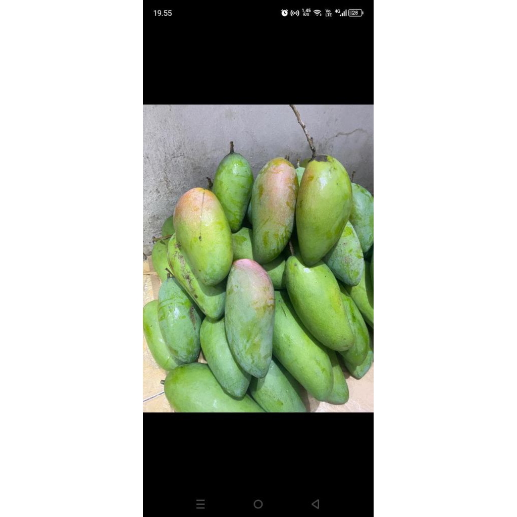 Buah mangga mengkeul kiojay sudah dengan bumbu cabe tabur kering