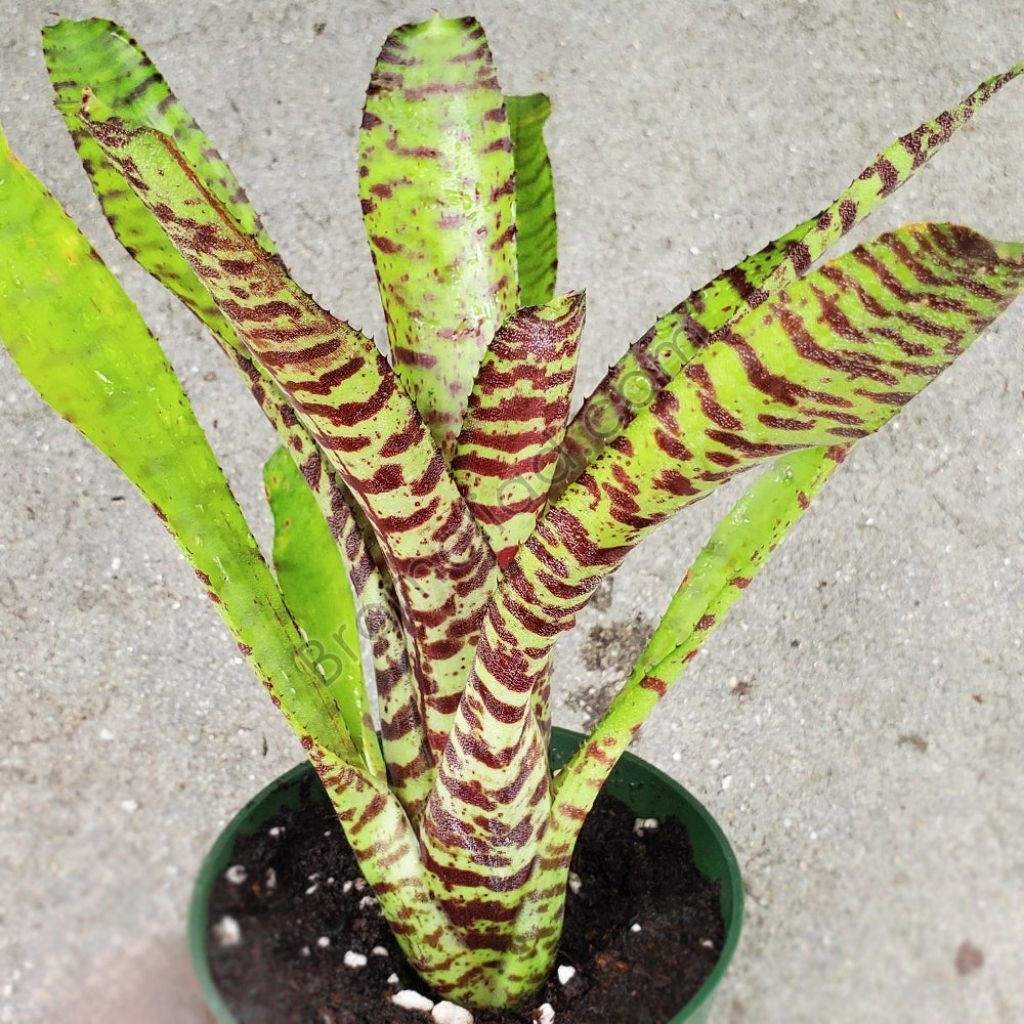 Tanaman Bromelia Macan Mini / Bromelia Tiger Mini / Mini Bromeliad Tiger / Neoregelia Tiger Mini