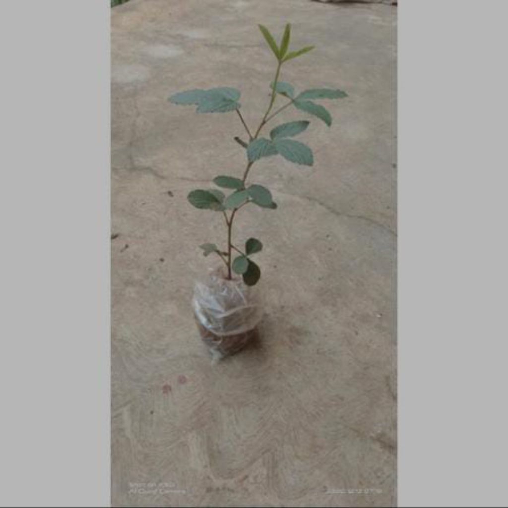 bibit tanaman opo opo, tanaman opo opo, tanaman herbal opo opo.