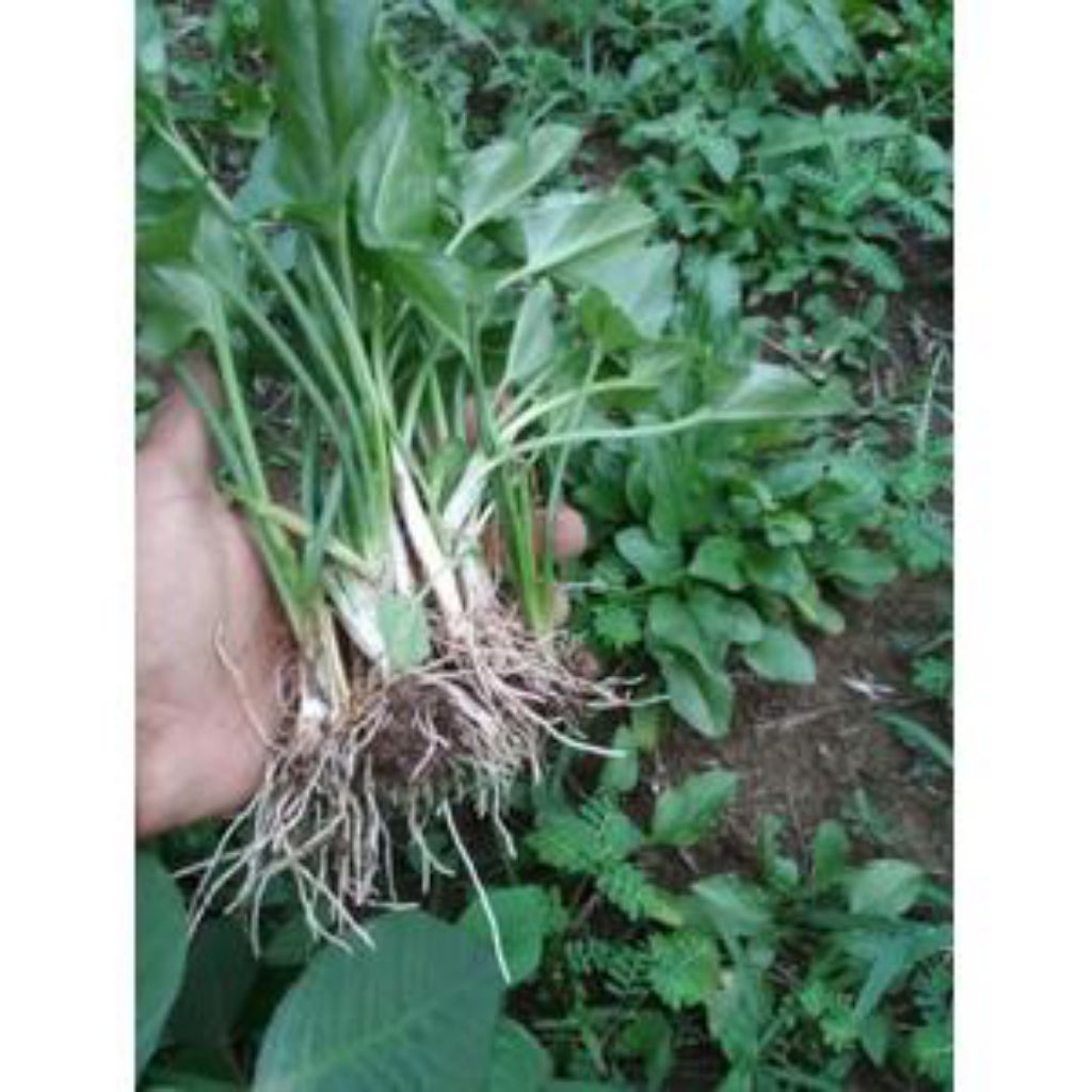 paket 10 umbi keladi tikus, tanaman keladi tikus, bibit tanaman herbal keladi tikus.