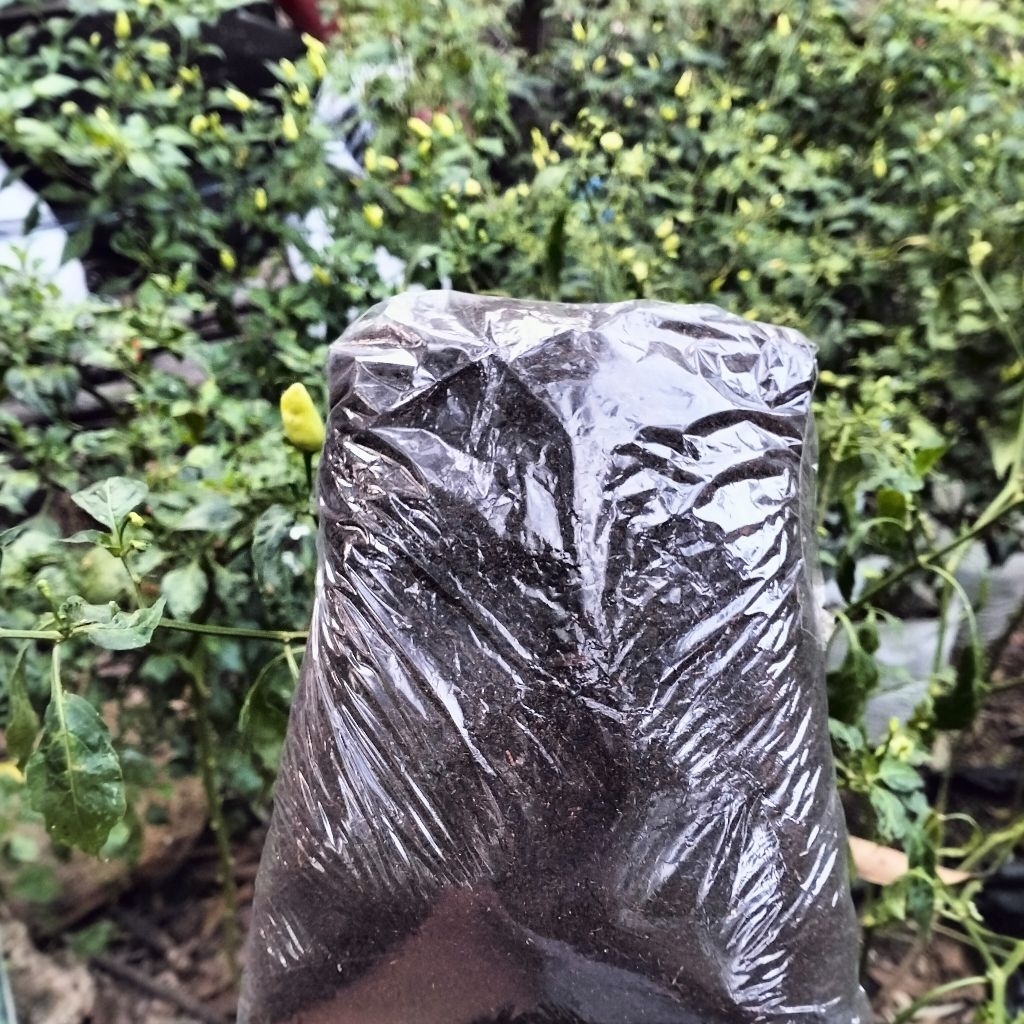 Kohe Kambing Murni Fermentasi