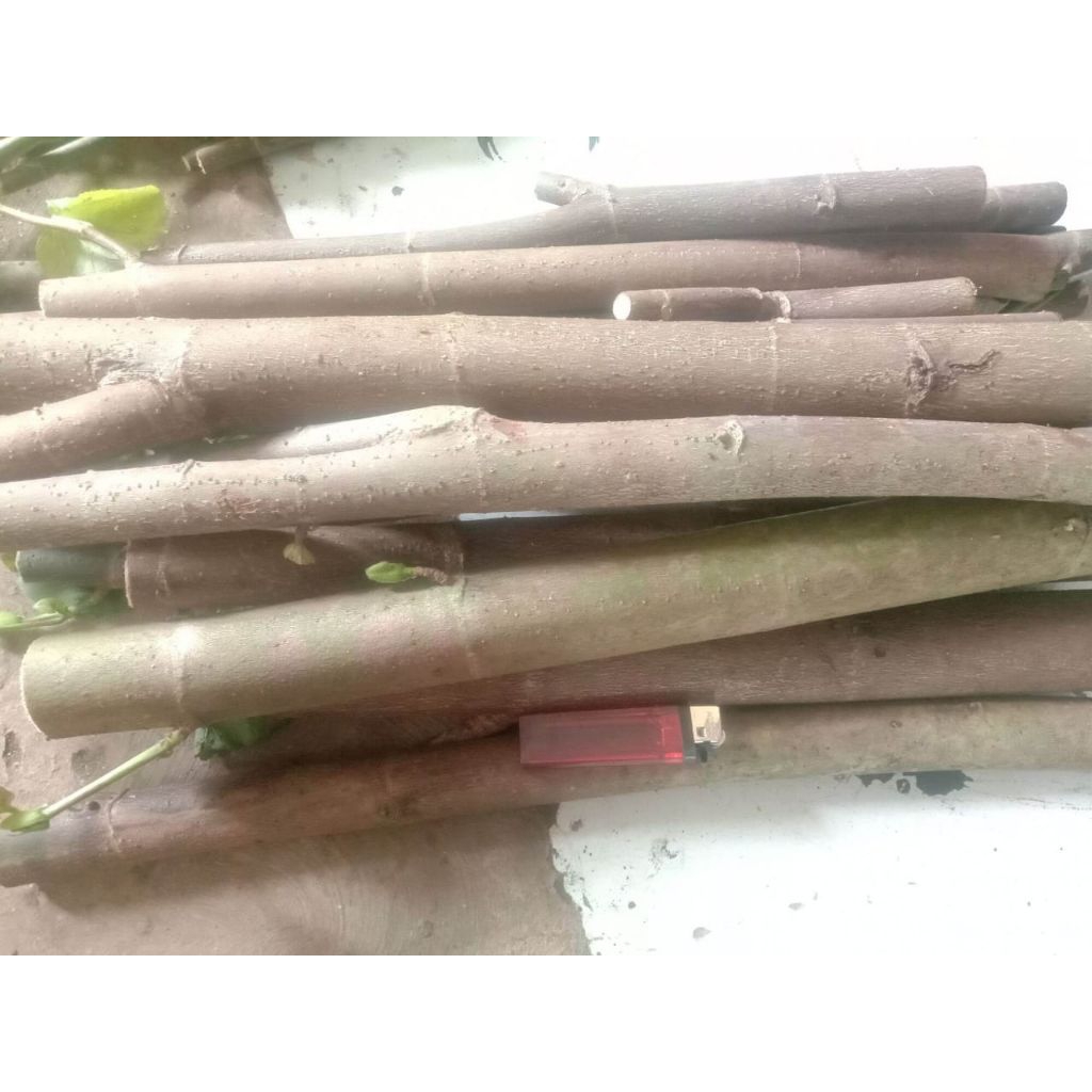 stek batang bibit waru, tanaman waru, bibit tanaman pagar waru, bibut waru.