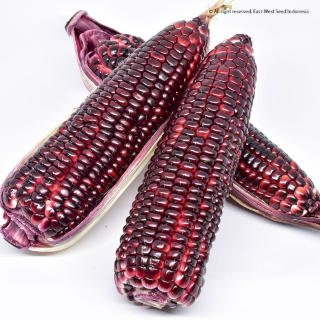 Jagung ungu / Jagung Ketan - Pulen dan Lebih Bergizi