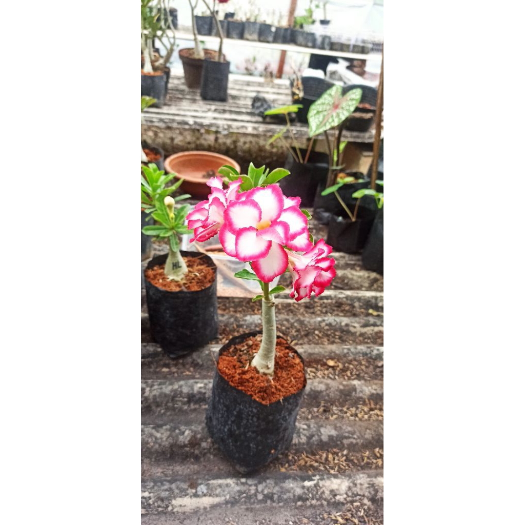 Adenium ID Royal Sudah Berbunga Bunga Tumpuk