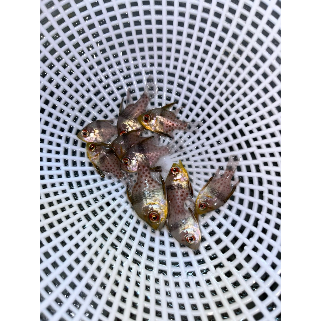 capungan mata merah ikan hias laut