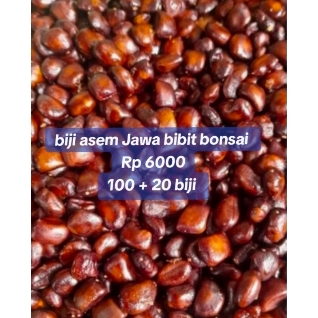 Benih asem jawa siap tanam 100 + 20