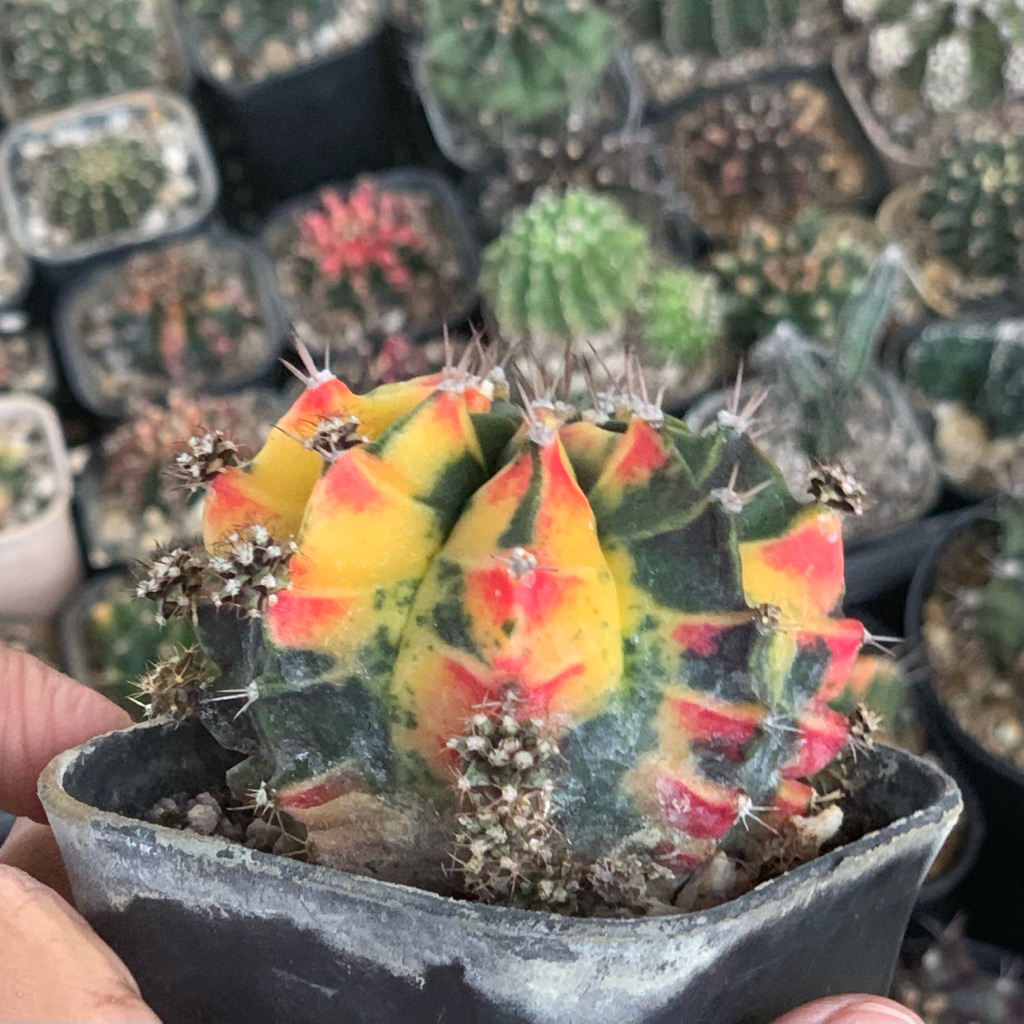 Gymnocalycium mihanovichii lost id hybrid pink yellow pink gymno id var hybrid varigata kaktus gymno