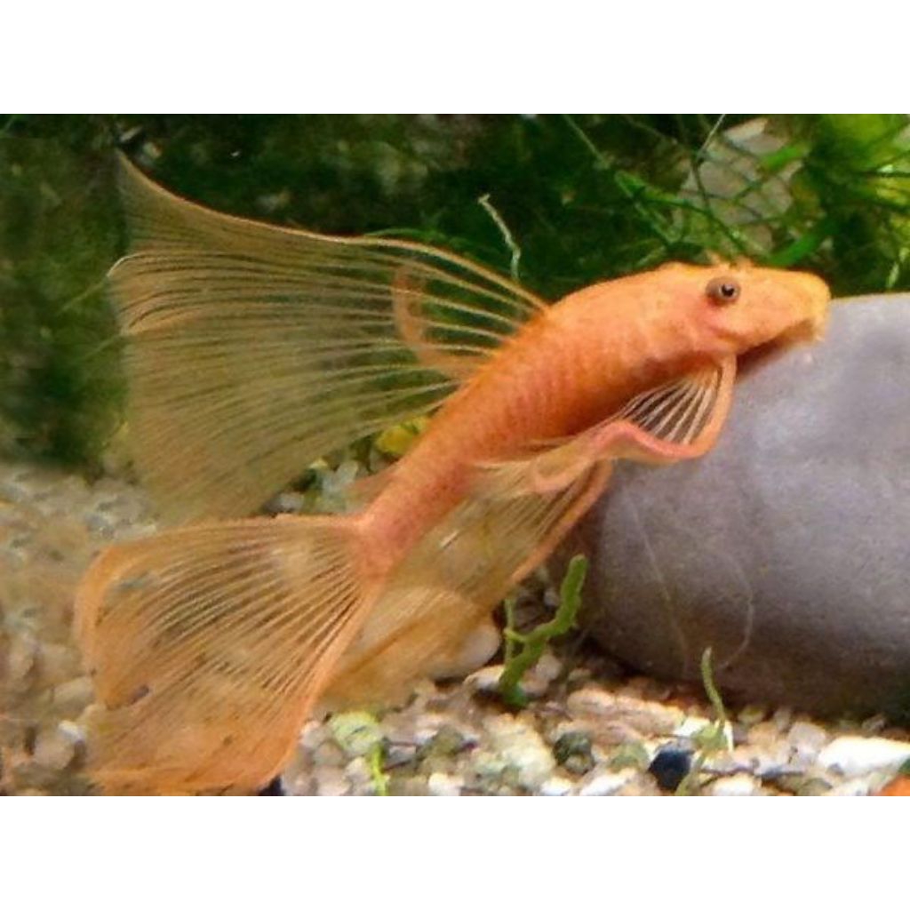 ikan brushmouth albino slayer / pleco l144 slayer