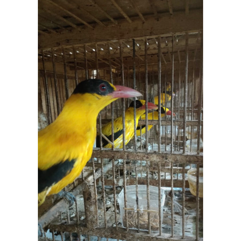 Kepodang mas pilihan body big