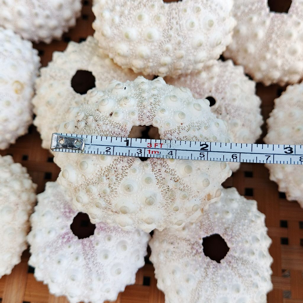 Cangkang kerang landak - kerang bulu babi putih - kerang landak jumbo - bahan kerajinan cangkang ker